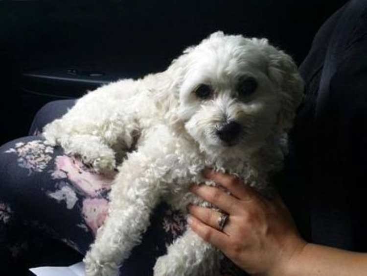 Perro cayó de 14 pisos