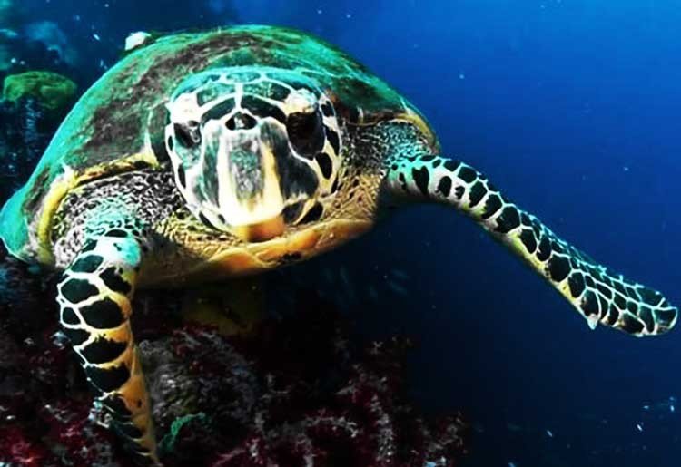 1ª tortuga brillante