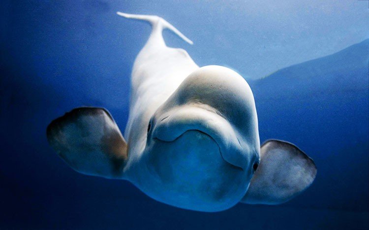 Ballena beluga