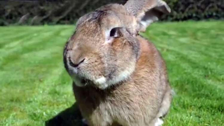 El conejo más grande del mundo