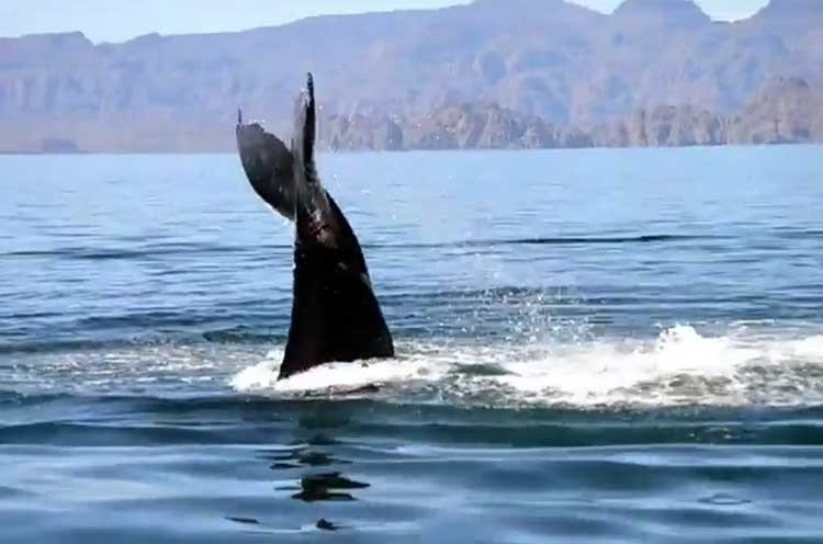 Ballena