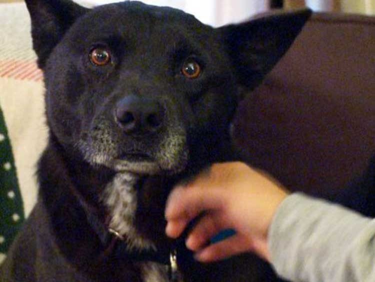 Rescatan a un perro perdido