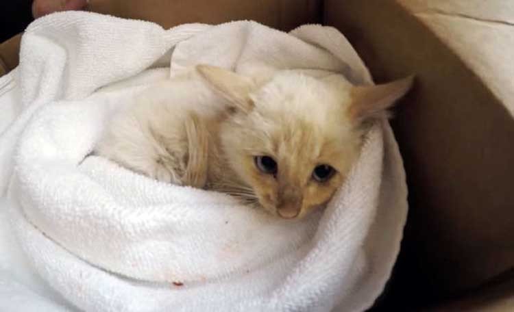 gatito congelado