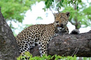 amistad de un bebe impala y un leopardo