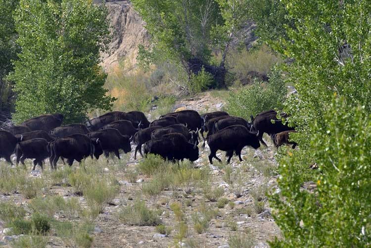 una manada de bisontes genéticamente puros