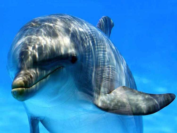 nos ven los delfines