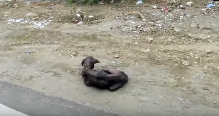 perrito rescatado de la muerte