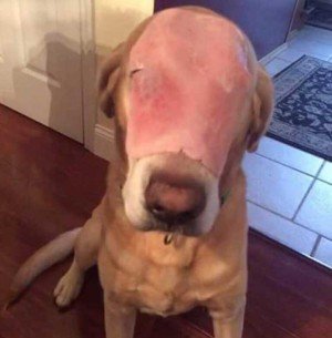 Perro con la cara quemada