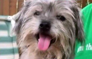 George Clooney rescata a cachorrito lisiado