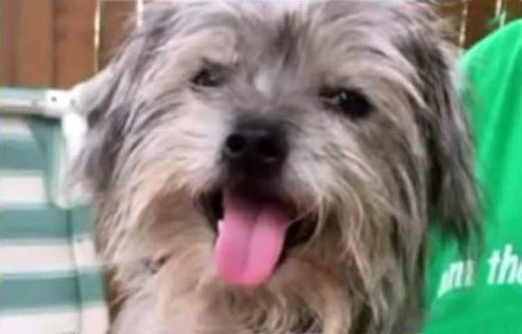 George Clooney rescata a cachorrito lisiado