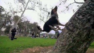 perro que puede escribir su nombre