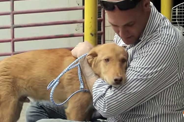 Jax el perro rescatado por un soldado