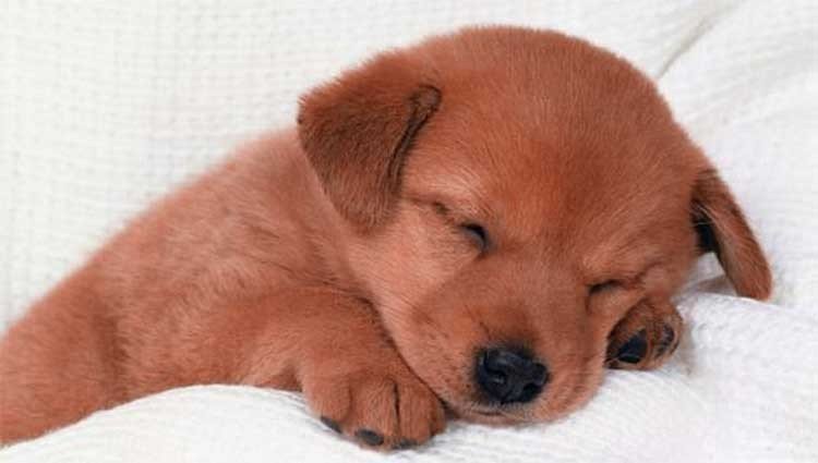 su mascota está enferma