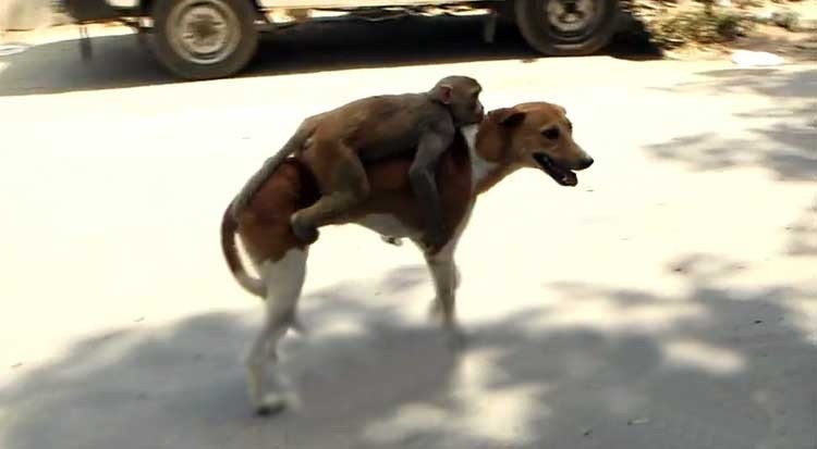 Este mono adoptó a un cachorro y le enseña