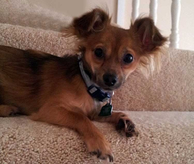 Mi perro ¿está deprimido porque está viejo?