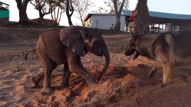 Perro salva la vida de un bebé elefante