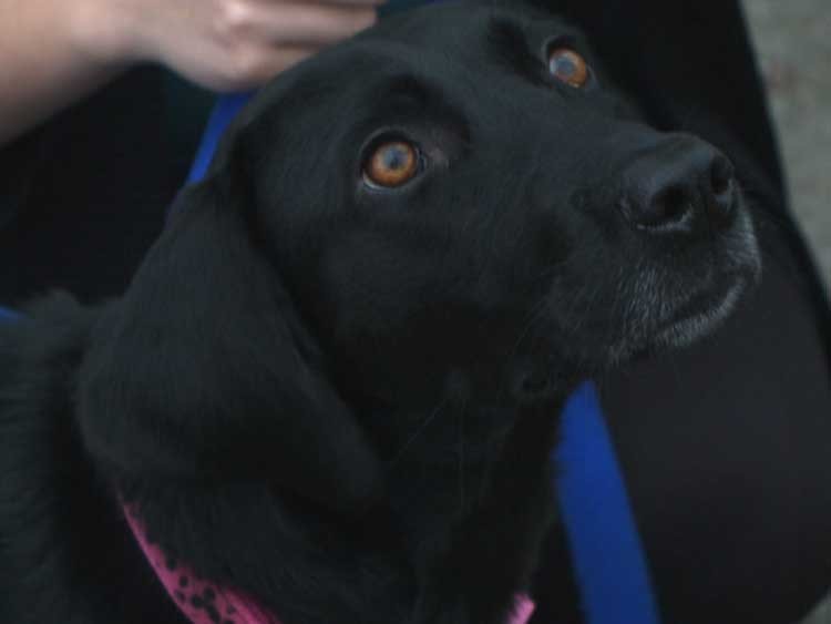 Perra rescatada ahora es quien rescata a una anciana