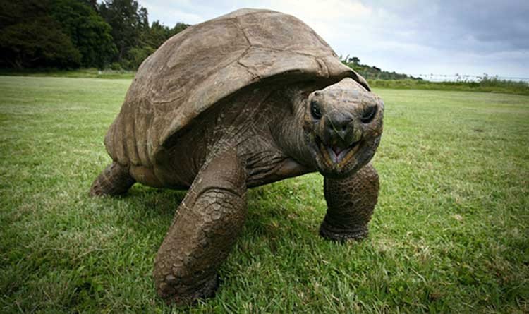 Tortuga de 183 años