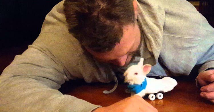 Bebé conejo lisiado en sillita de ruedas