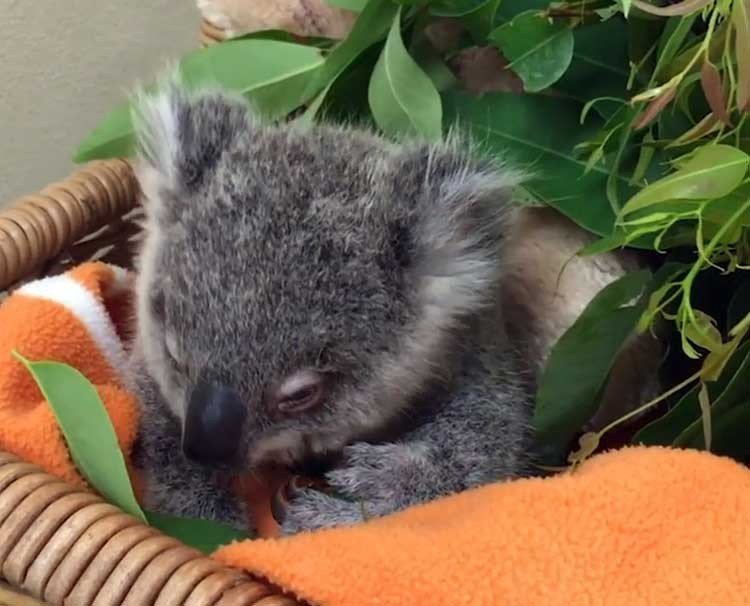 Bebé koala perdida se convierte en estrella