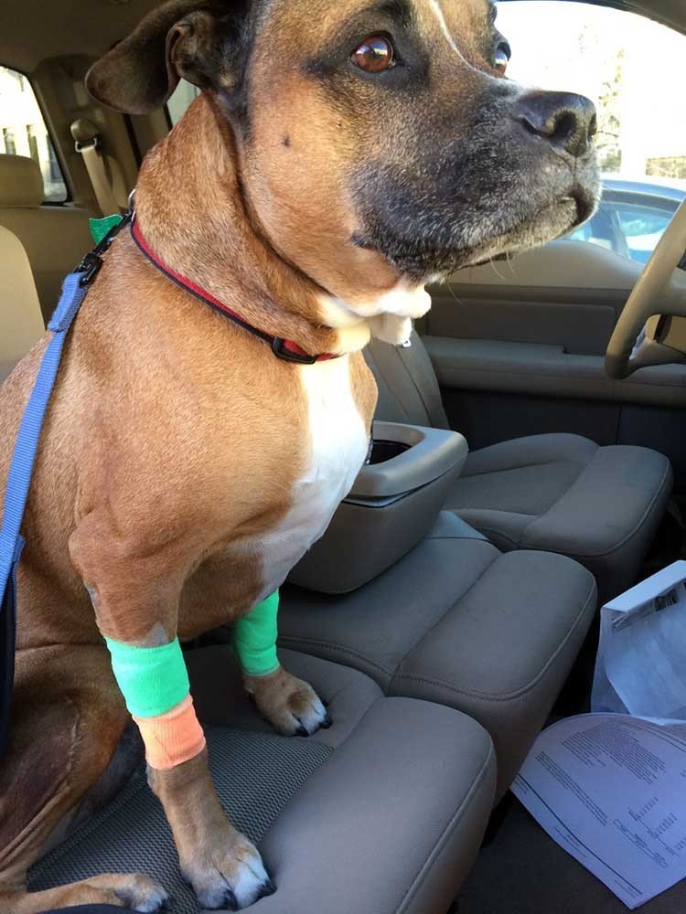 ¿Cuán inteligente es su perro?