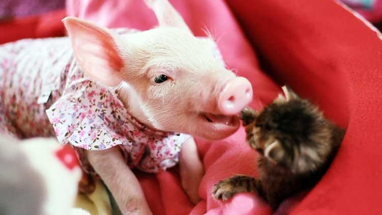 Un gatito y un cerdito como los mejores amiguitos