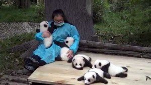 Trabajaría abrazando a ositos Panda bebés