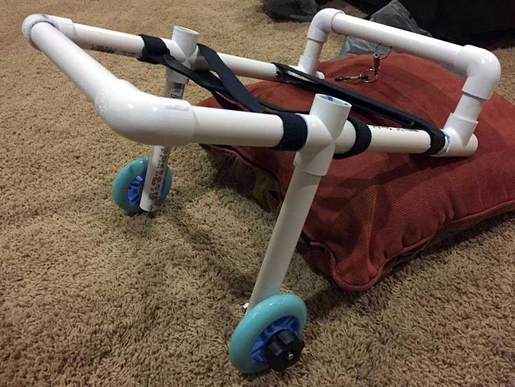 Hombre salva a miles de perros con silla de $40