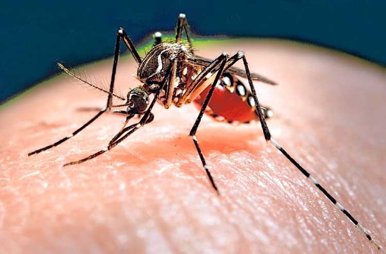 Cómo evitar ser picado por el mosquito con ZIKA