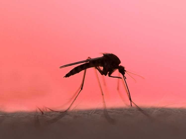 Zika: Usarían Radiación nuclear para combatirlo