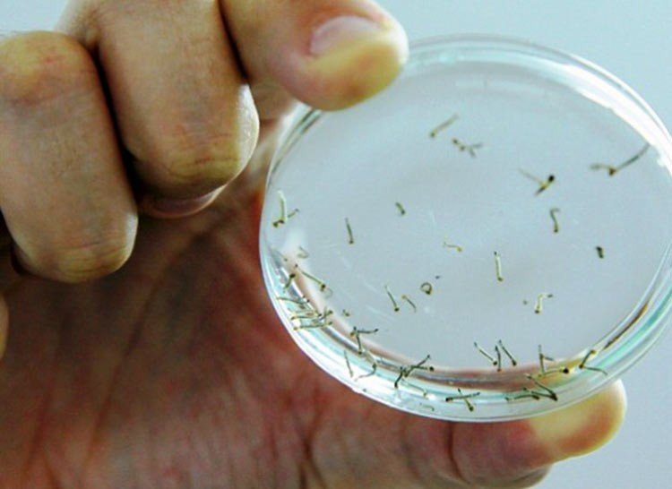 Crean detergente natural que mata larvas de Zika