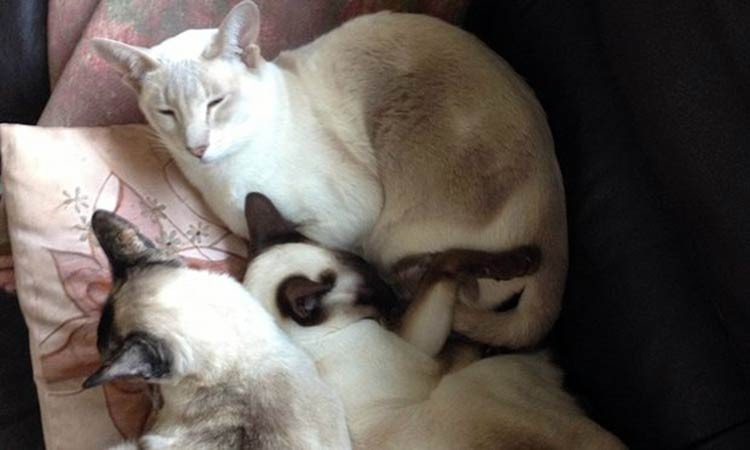 Gato sobrevive un increíble viaje en un paquete