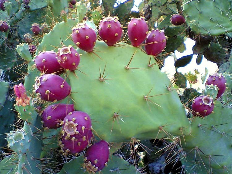 Cactus pude deshacer las toxinas del agua