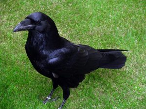 La inteligencia de los Cuervos lo sorprenderá