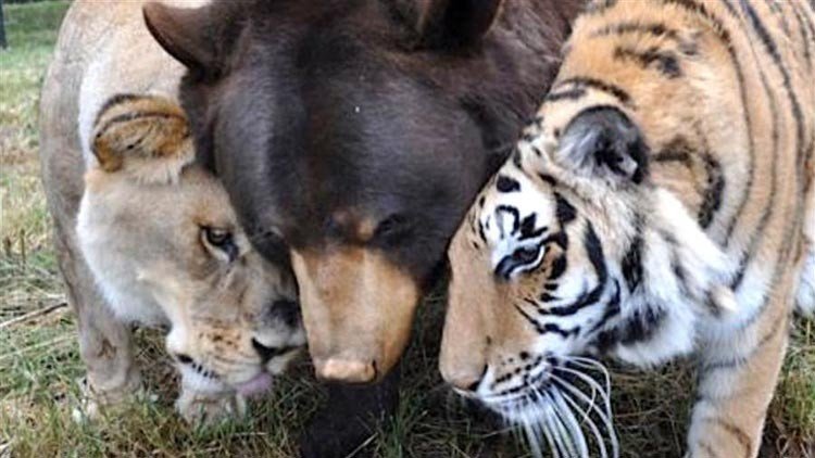 Un oso, león y tigre que son amigos inseparables