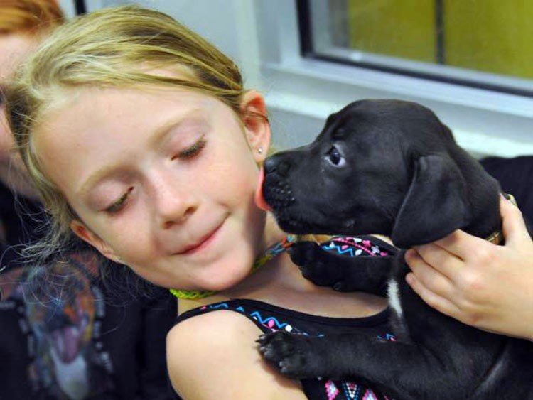 Perro de refugio salva la vida de un perrito