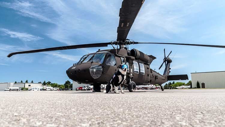 Piper es el simpático perro sheriff del aeropuerto