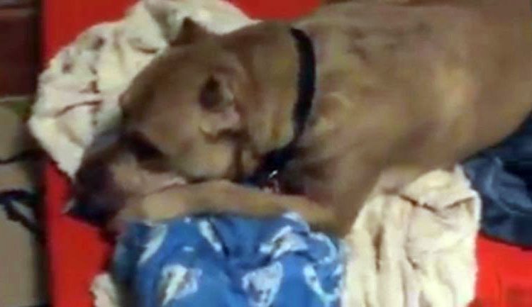 Pitbull llora al ser abandonado una y otra vez