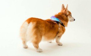 Dispositivo que ayudará a saber qué siente su perro