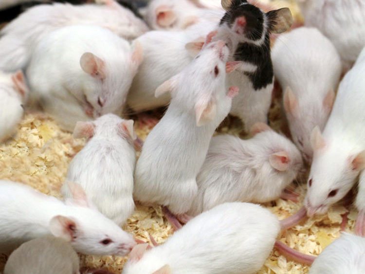 Vitamina que retarda el proceso de envejecimiento