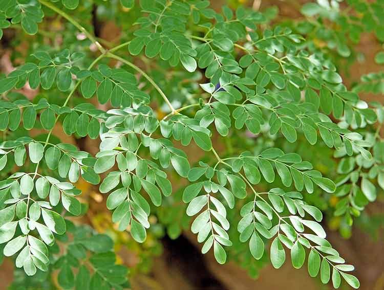 Moringa oleífera para el reuma y la artritis