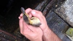 Bombero usa su iPhone para rescatar a unos patitos