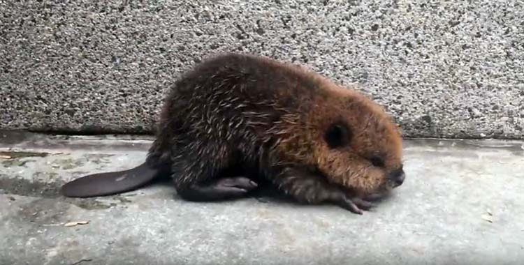 Bebé castor en el subte tiene su momento en Twitter