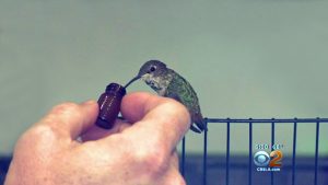 Colibrí se niega a abandonar al perro que lo salvó