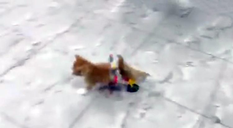 Gatito paralizado en su nueva sillita de ruedas