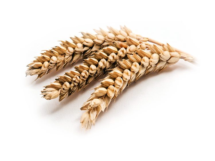 Test para saber si su comida está libre de gluten