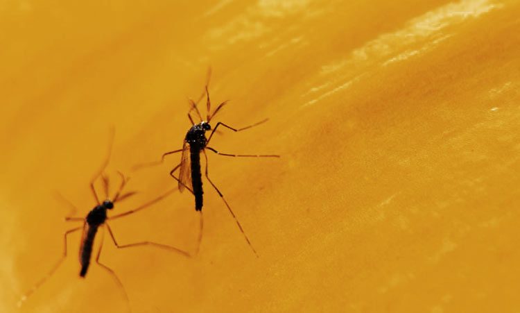Mosquitos genéticamente modificados contra el ZIKA