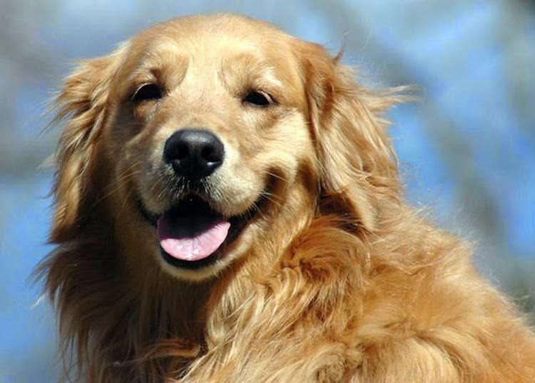 Perritos que curan el dolor