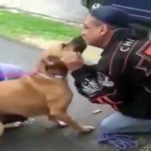 Perro robado muere de alegría al ver a su dueño