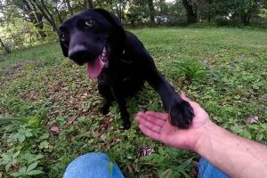 Proyecto Pedigree -First Days Out-